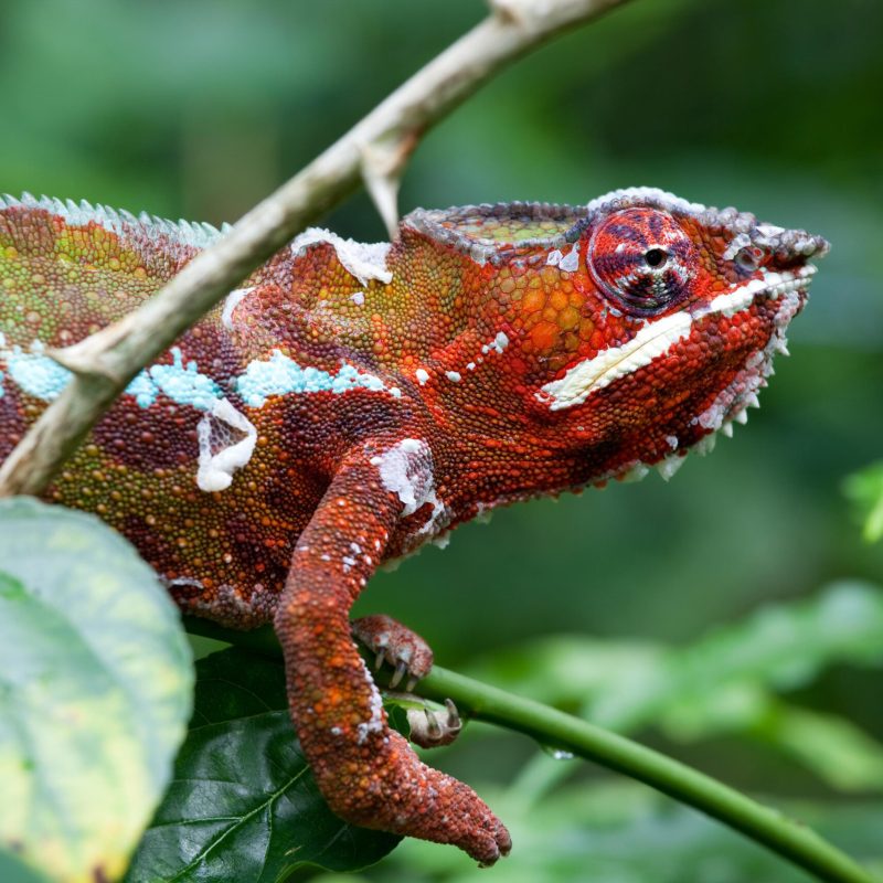 chameleon, reptile, pet, coloured, colours